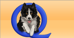 Bernese quality dog banner